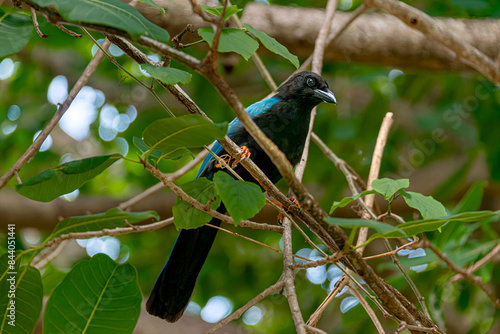 Yucatecan jay in the mexican jungle photo