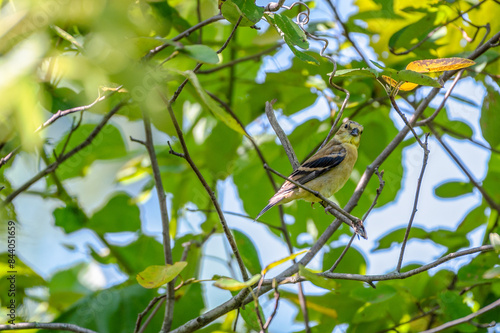 American goldfinch.