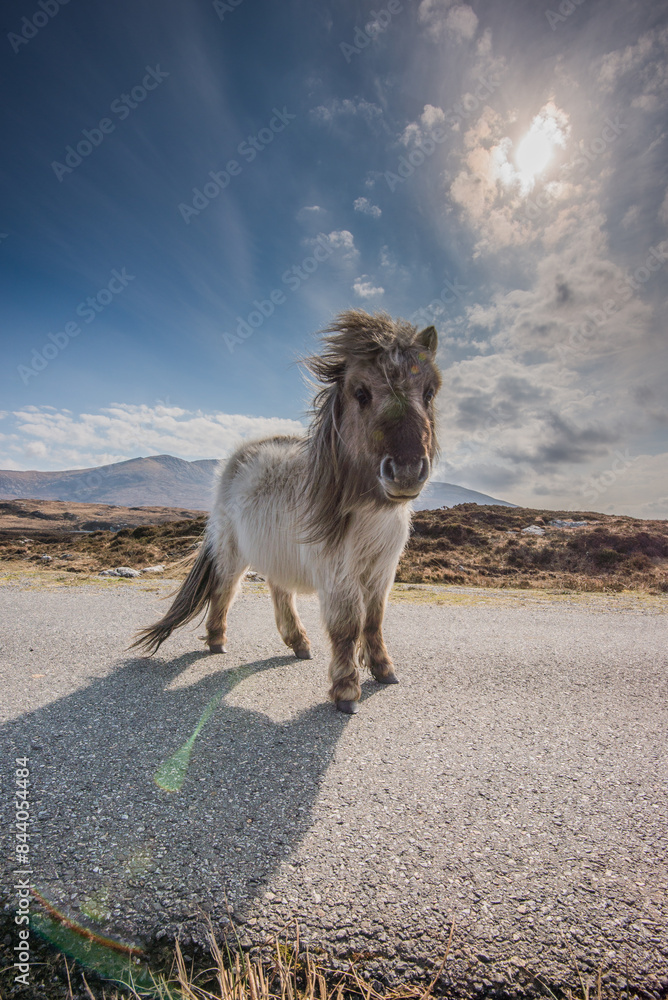 Φωτογραφία Wild horse in the mountains, Shetland Pony on the Isle of Uist, Scotland
