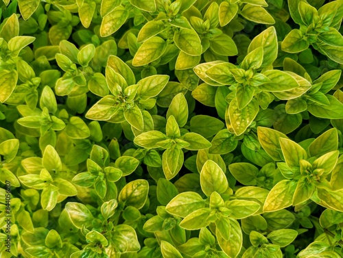 Obraz na płótnie Green leaves and foliage background, nature backdrop, plants and flora template w salonie