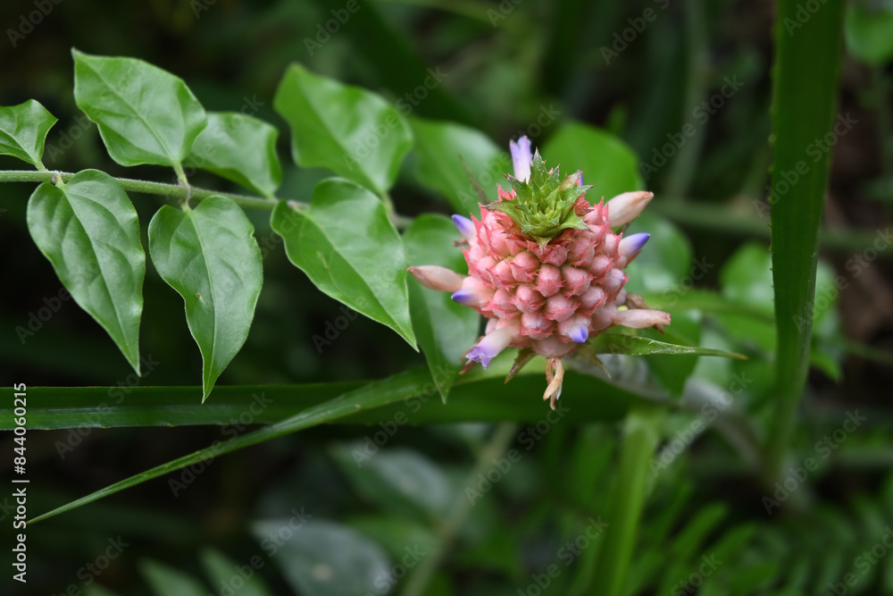 A flowering dwarf pineapple variety that is grown as a decorative plant A flowering dwarf pineapple variety that is grown as a decorative plant
