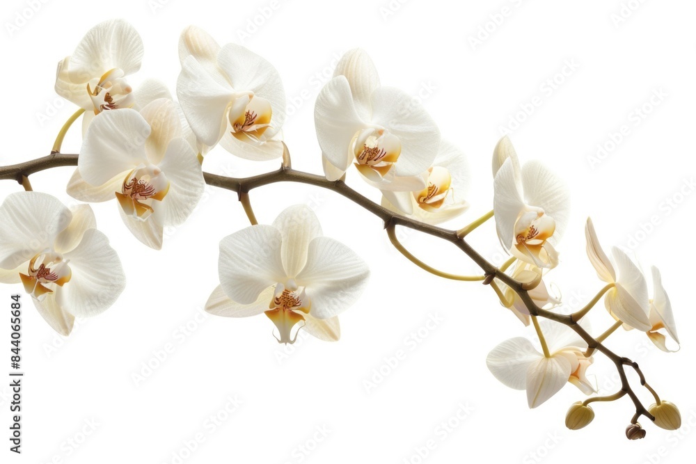 Fototapeta premium A collection of white orchid flowers arranged on a white surface, ideal for use in editorial or advertising contexts