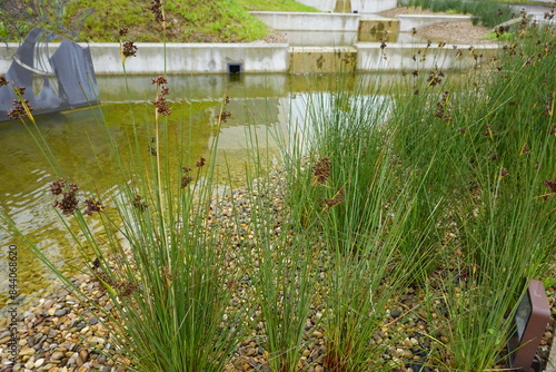 pond built with waterfalls, to circulate the water, gravel and aquatic plants growing around it.