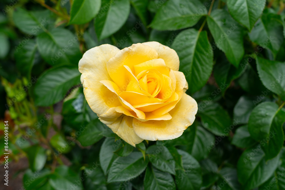 A Sunshine Daydream Rose flower in a garden. United States. A Sunshine Daydream Rose flower in a garden. United States.