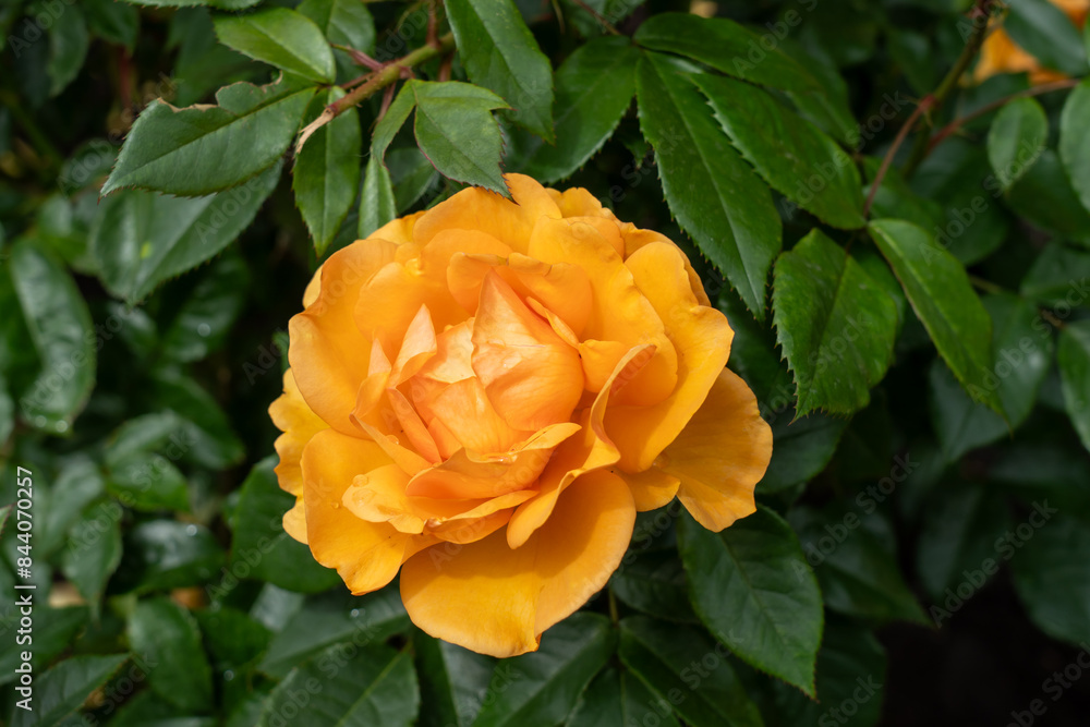 Close-up of a South Africa rose flower in a garden. Close-up of a South Africa rose flower in a garden.