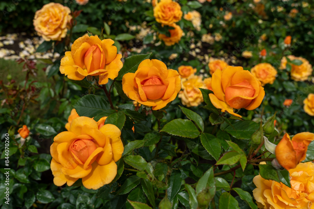 Close-up of South Africa rose flowers in a garden. Close-up of South Africa rose flowers in a garden.