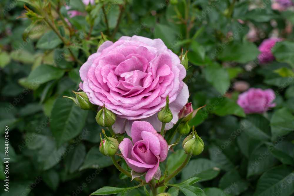 Violet's Pride Rose flowers growing in the garden. United States. Violet's Pride Rose flowers growing in the garden. United States.