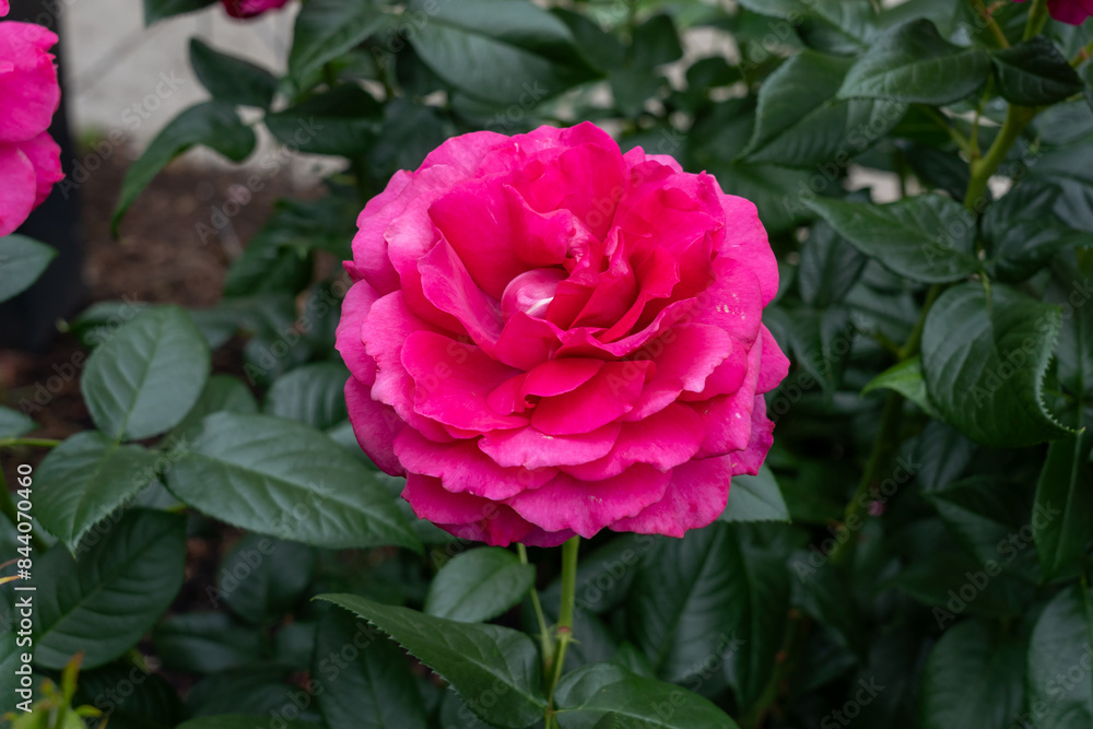 Fototapeta premium Close-up of a Pretty Lady Rose rose flower in a garden.