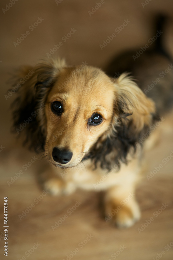 puppy portrait mini long haired dachshund puppy portrait mini long haired dachshund