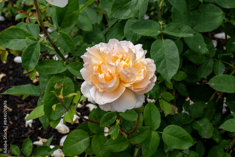 Obraz na plátně The Lady Gardener Rose flowers growing in the garden