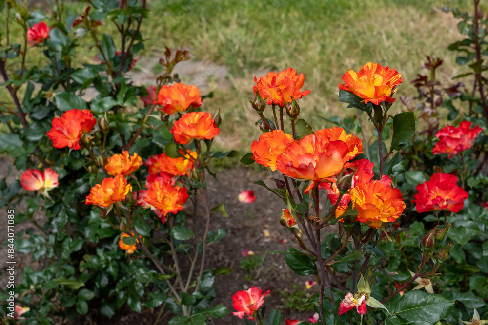 Fired Up Rose flowers growing in the garden. United States. Fired Up Rose flowers growing in the garden. United States.