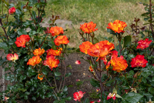 Wallpaper Mural Fired Up Rose flowers growing in the garden. United States. Torontodigital.ca
