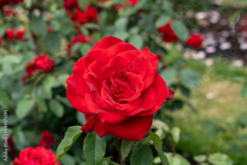 Canvas-taulu An Olympiad Rose flower growing in the garden. United States.