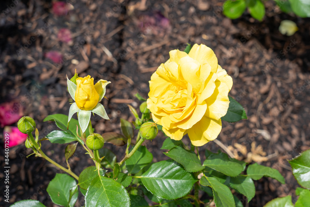 Sparkle and Shine Rose flowers growing in the garden. United States. Sparkle and Shine Rose flowers growing in the garden. United States.