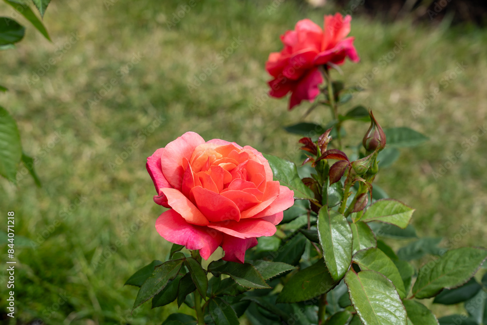 Uptown Girl Rose flowers growing in the garden. United States. Uptown Girl Rose flowers growing in the garden. United States.