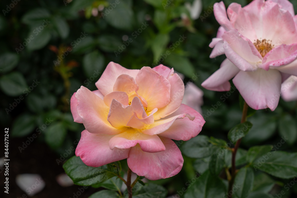 Bright and Shiny Rose flowers growing in the garden. United States. Bright and Shiny Rose flowers growing in the garden. United States.