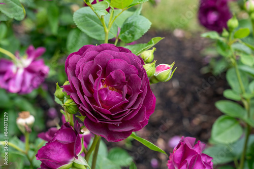 Wallpaper Mural Twilight Zone Rose flowers growing in the garden. United States. Torontodigital.ca