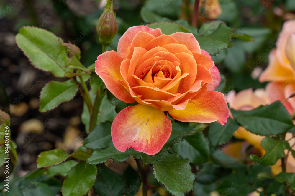 Rosie the Riveter Rose flowers growing in the garden. United States. Rosie the Riveter Rose flowers growing in the garden. United States.