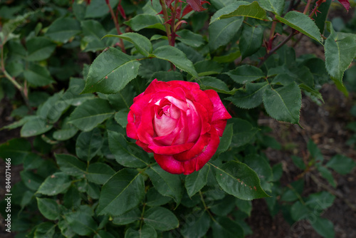 Fotografija Love at First Sight Rose flowers growing in the garden
