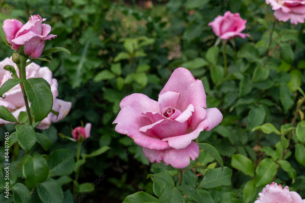 Memorial Day Rose flowers growing in the garden. United States. Memorial Day Rose flowers growing in the garden. United States.