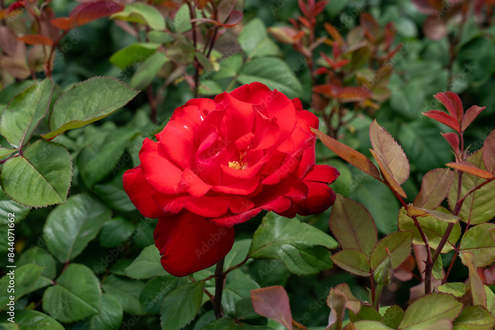 Grande Amore Rose flowers growing in the garden. United States. Grande Amore Rose flowers growing in the garden. United States.