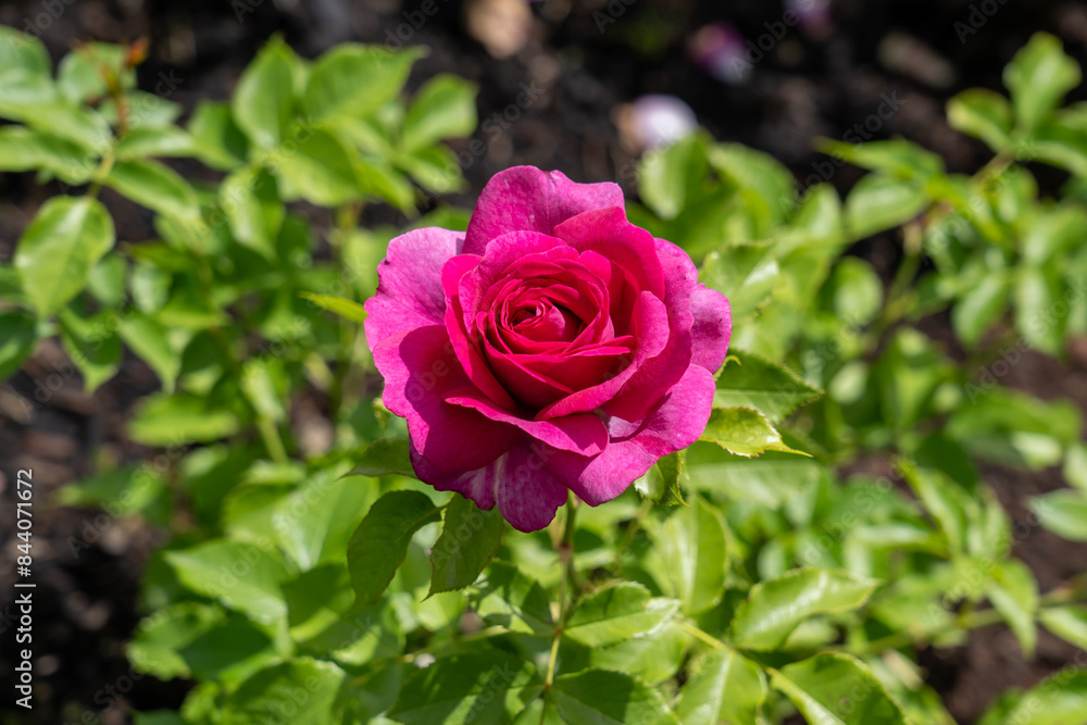Sweet Madame Blue Rose flowers growing in the garden. United States. Sweet Madame Blue Rose flowers growing in the garden. United States.