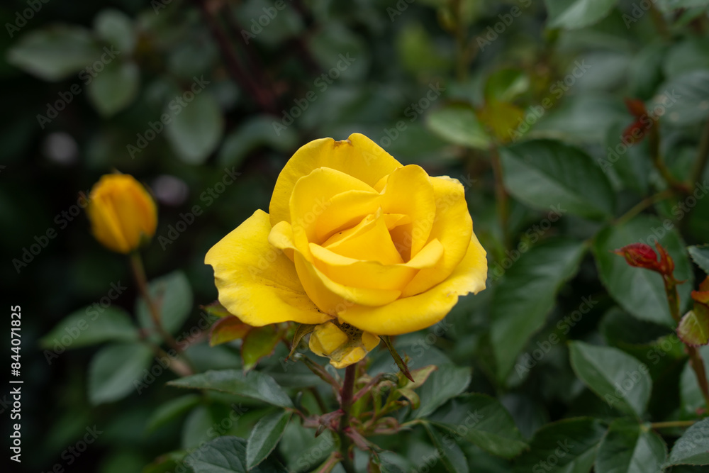 A Gilded Sun Rose flower growing in the garden. United States. A Gilded Sun Rose flower growing in the garden. United States.