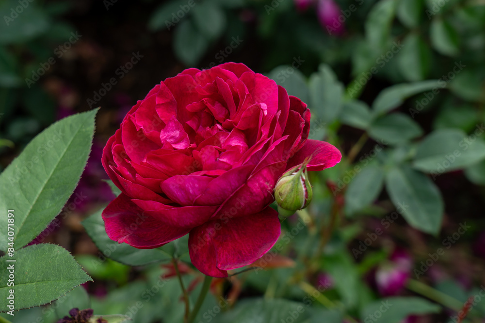 Darcey Bussell Rose flowers growing in the garden. United States. Darcey Bussell Rose flowers growing in the garden. United States.