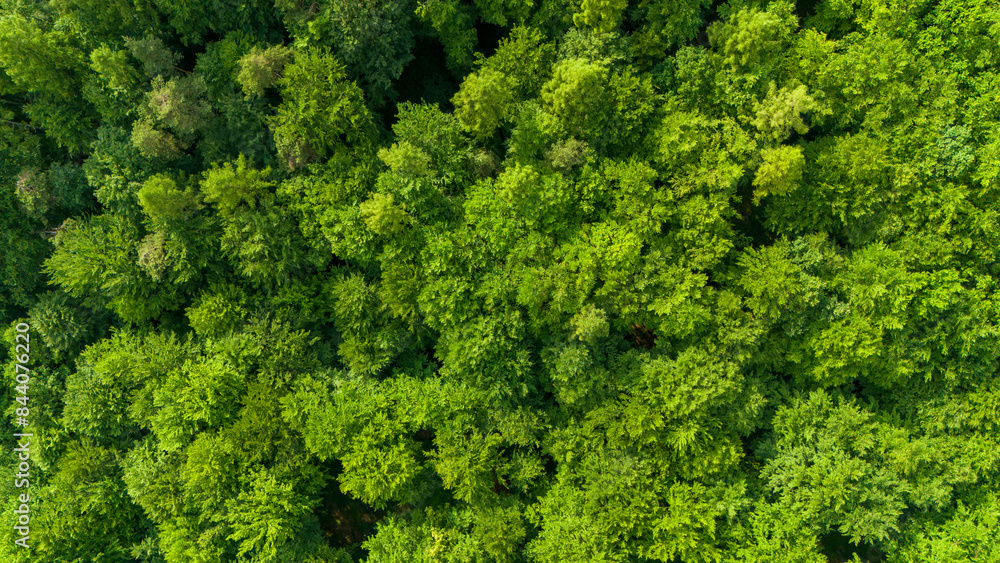 top view on the forest. Aerial top view of green forest tree top view on the forest. Aerial top view of green forest tree