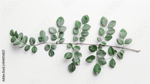 Isolated plant on white background photo