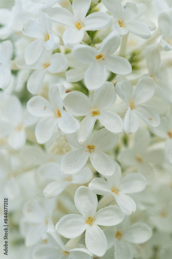 beautiful pure white Persian lilac blossoming in garden at spring day. macro beautiful pure white Persian lilac blossoming in garden at spring day. macro