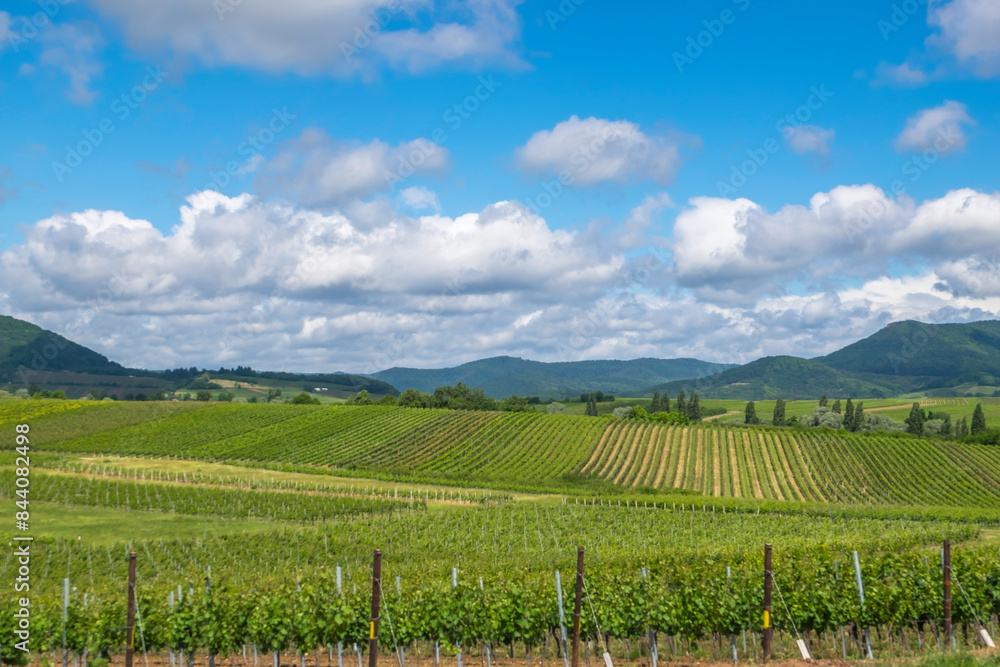 Fototapeta premium Blick über Weinfelder auf den Haardtrand, Pfalz