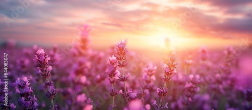Lavender Field at Sunset