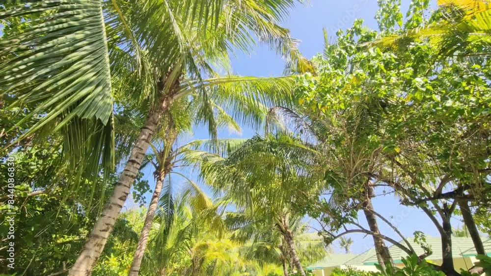 Walking through an avenue of palm trees with sunbeams through the palm leaves. Walking through an avenue of palm trees with sunbeams through the palm leaves.