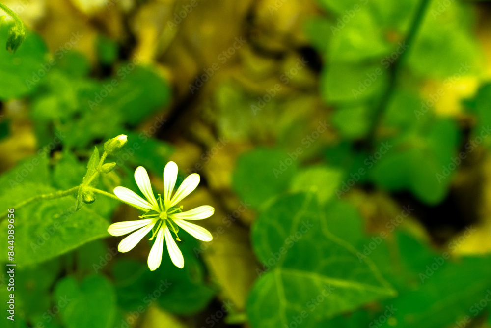Fotografie White flower with green leaf background(Scientific name Stellaria holostea)