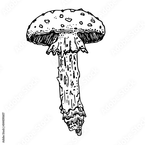 Mushies