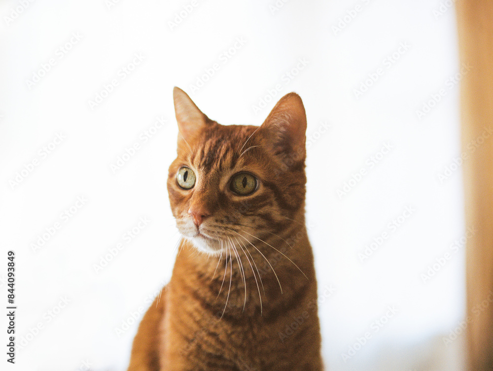 Close-up of an alert, ginger cat with green eyes against a plain background. Close-up of an alert, ginger cat with green eyes against a plain background.