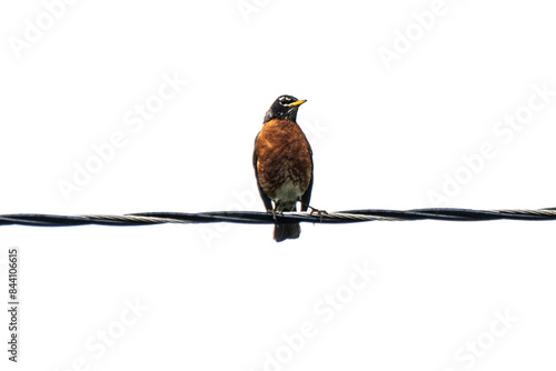 Obraz na płótnie red billed hornbill on powerline