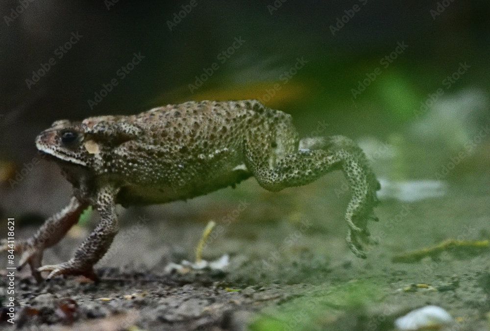 Obraz premium Southeast Asian Toad aka Bufo melanostictus