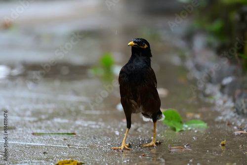 Common Myna aka Salik Pakhi  photo