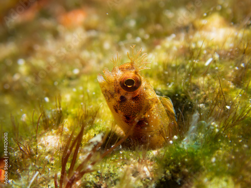 Golden roughhead blenny (Acanthemblemaria aspera)Cosumel, Mexico.  Underwater photography and travel. photo