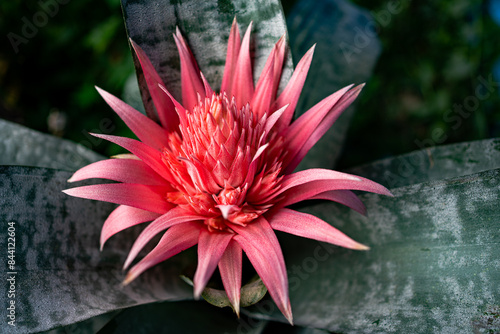 Bromeliad (Aechmea fasciata) bloosom in the garden