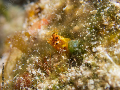 Golden roughhead blenny (Acanthemblemaria aspera)Cosumel, Mexico.  Underwater photography and travel. photo