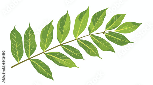 illustration of green ash leaf isolated on white ba