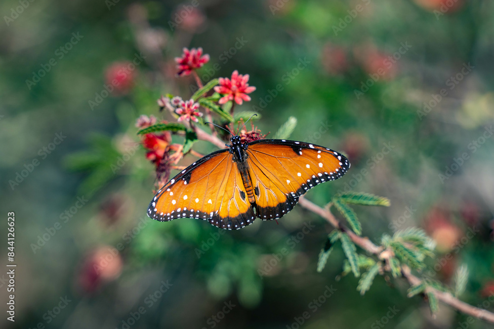 Obraz premium butterfly on flower