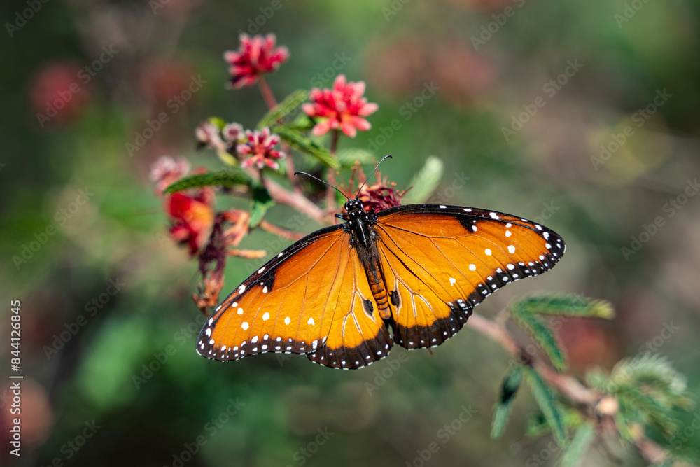 Naklejka premium butterfly