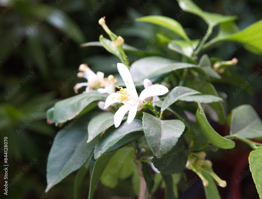 Fototapeta premium Blossom of lemon tree, citrus lemon, on emerald green background