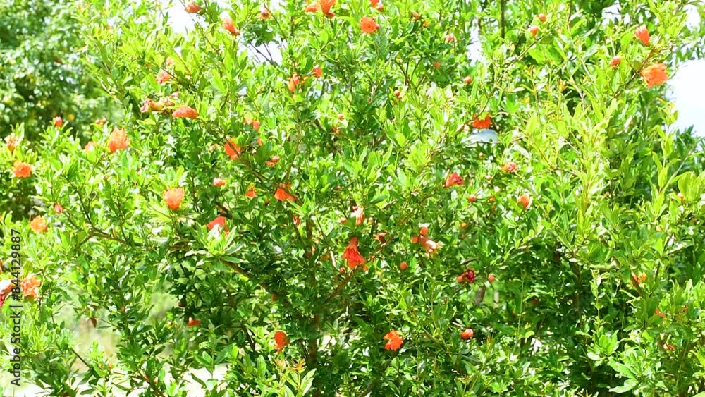 Punica granatum Pomegranate in bloom,a deciduous shrub in the family Lythraceae,subfamily Punicoideae,in early June in the Italian Lazio region. Punica granatum Pomegranate in bloom,a deciduous shrub in the family Lythraceae,subfamily Punicoideae,in early June in the Italian Lazio region.