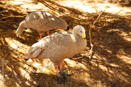 Birds at Healesville Sanctuary, near Melbourne, Victoria, Australia photo