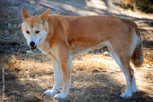 Bilde på lerret A dingo in Phillip Island, Australia